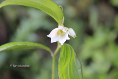 Disporum cantoniense